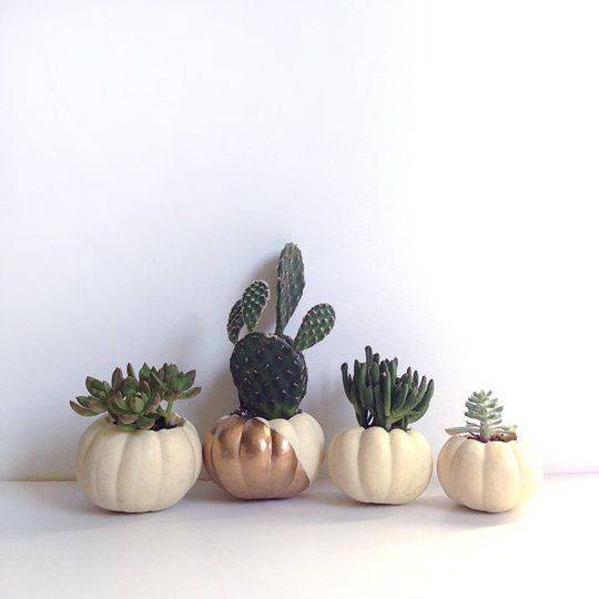 Chậu cây cho mẹ trồng